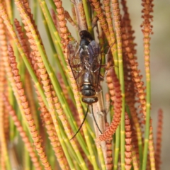 Thynninae (subfamily) at Stromlo, ACT - 26 Aug 2022 01:17 PM