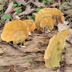 Unidentified Shelf-like to hoof-like & usually on wood at Burrill Lake Aboriginal Cave Walking Track - 26 Aug 2022 by trevorpreston