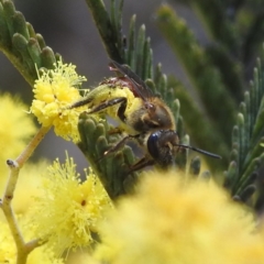 Lasioglossum (Parasphecodes) sp. (genus & subgenus) (Halictid bee) at Lions Youth Haven - Westwood Farm A.C.T. - 26 Aug 2022 by HelenCross