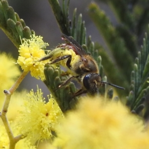 Lasioglossum (Parasphecodes) sp. (genus & subgenus) at Stromlo, ACT - 26 Aug 2022