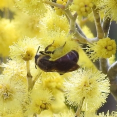 Lasioglossum (Parasphecodes) sp. (genus & subgenus) at Stromlo, ACT - 26 Aug 2022 11:37 AM