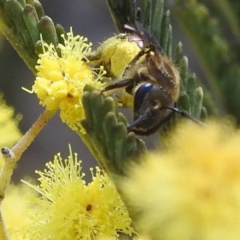 Lasioglossum (Parasphecodes) sp. (genus & subgenus) at Stromlo, ACT - 26 Aug 2022 11:37 AM