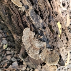 Unidentified Pored or somewhat maze-like on underside [bracket polypores] at Burrill Lake, NSW - 26 Aug 2022 by trevorpreston