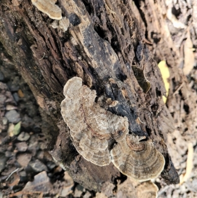 Unidentified Pored or somewhat maze-like on underside [bracket polypores] at Burrill Lake Aboriginal Cave Walking Track - 26 Aug 2022 by trevorpreston