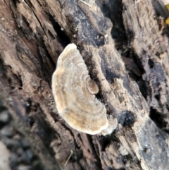 Trametes sp. at Burrill Lake, NSW - 26 Aug 2022 11:27 AM