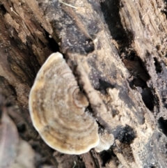 Trametes sp. at Burrill Lake, NSW - 26 Aug 2022 11:27 AM