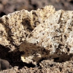 Trametes sp. at Burrill Lake, NSW - 26 Aug 2022 11:27 AM