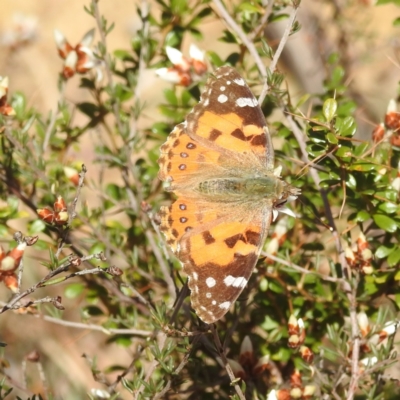 Vanessa kershawi (Australian Painted Lady) at Stromlo, ACT - 26 Aug 2022 by HelenCross