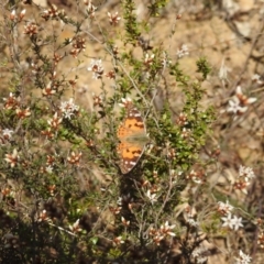 Vanessa kershawi at Stromlo, ACT - 26 Aug 2022