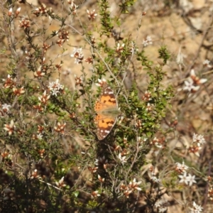 Vanessa kershawi at Stromlo, ACT - 26 Aug 2022