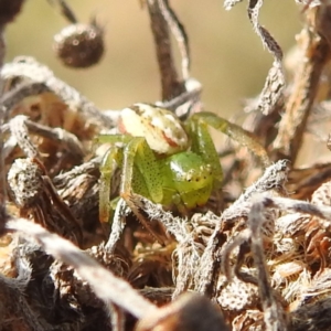 Australomisidia rosea at Stromlo, ACT - 26 Aug 2022 01:06 PM