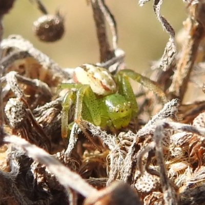 Australomisidia rosea (Rosy Flower Spider) at Bullen Range - 26 Aug 2022 by HelenCross