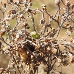 Australomisidia rosea at Stromlo, ACT - 26 Aug 2022