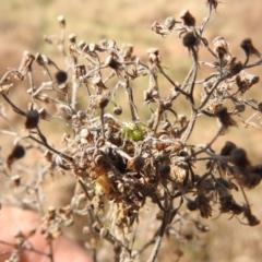 Australomisidia rosea at Stromlo, ACT - 26 Aug 2022