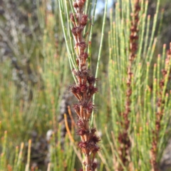 Casuarina cunninghamiana subsp. cunninghamiana (River She-Oak, River Oak) at Lions Youth Haven - Westwood Farm A.C.T. - 26 Aug 2022 by HelenCross