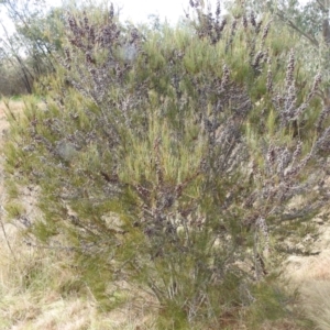 Casuarina cunninghamiana subsp. cunninghamiana at Stromlo, ACT - 26 Aug 2022 01:13 PM