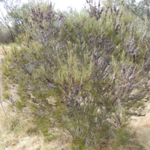 Casuarina cunninghamiana subsp. cunninghamiana at Stromlo, ACT - 26 Aug 2022