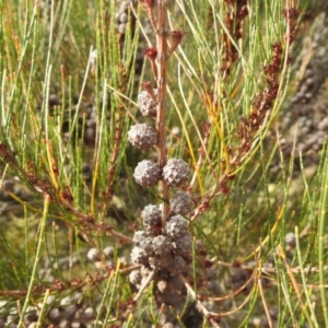 Casuarina cunninghamiana subsp. cunninghamiana at Stromlo, ACT - 26 Aug 2022 01:13 PM