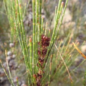 Casuarina cunninghamiana subsp. cunninghamiana at Stromlo, ACT - 26 Aug 2022 01:13 PM