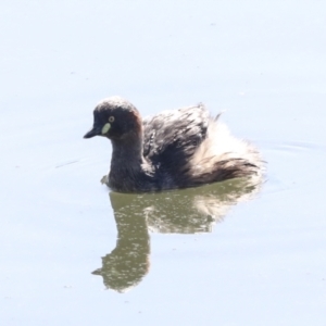 Tachybaptus novaehollandiae at Gungahlin, ACT - 26 Aug 2022