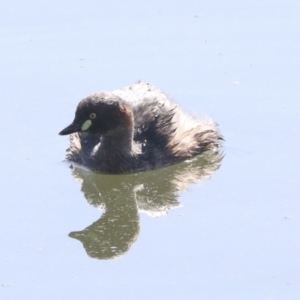 Tachybaptus novaehollandiae at Gungahlin, ACT - 26 Aug 2022