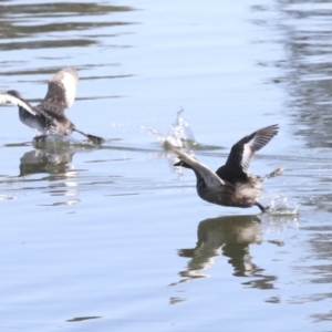 Tachybaptus novaehollandiae at Gungahlin, ACT - 26 Aug 2022