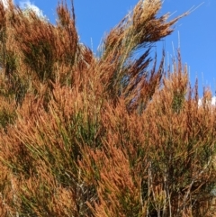 Casuarina cunninghamiana subsp. cunninghamiana at Stromlo, ACT - 26 Aug 2022