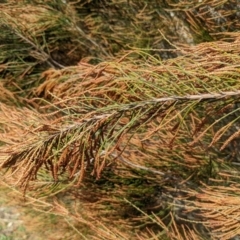 Casuarina cunninghamiana subsp. cunninghamiana at Stromlo, ACT - 26 Aug 2022