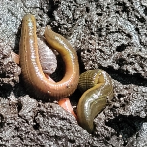 Hirudinea sp. (Class) at Burrill Lake, NSW - 26 Aug 2022