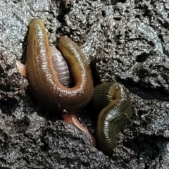 Hirudinea sp. (Class) at Burrill Lake, NSW - 26 Aug 2022