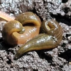 Hirudinea sp. (Class) at Burrill Lake, NSW - 26 Aug 2022