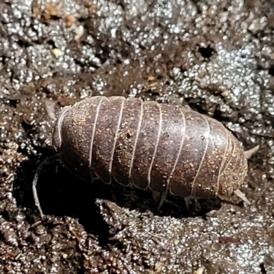 Isopoda (order) (Unidentified isopod or slater) at Burrill Lake, NSW - 26 Aug 2022 by trevorpreston