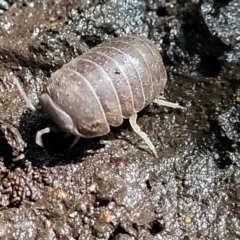 Isopoda (order) at Burrill Lake, NSW - 26 Aug 2022 11:24 AM