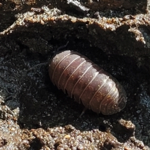 Isopoda (order) at Burrill Lake, NSW - 26 Aug 2022