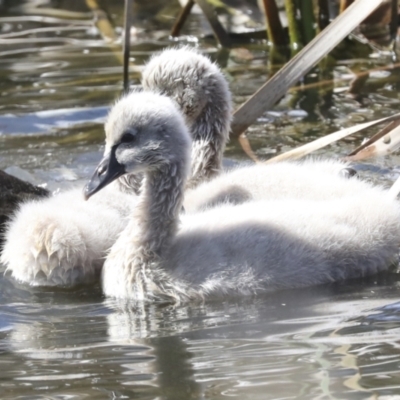 Cygnus atratus (Black Swan) at Gungahlin, ACT - 26 Aug 2022 by AlisonMilton