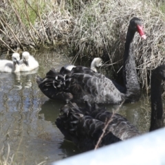 Cygnus atratus at Gungahlin, ACT - 26 Aug 2022