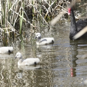 Cygnus atratus at Gungahlin, ACT - 26 Aug 2022