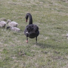 Cygnus atratus at Gungahlin, ACT - 26 Aug 2022