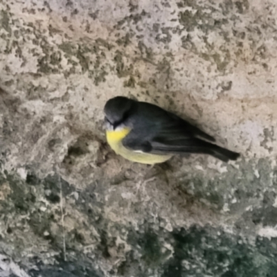 Eopsaltria australis (Eastern Yellow Robin) at Burrill Lake Aboriginal Cave Walking Track - 26 Aug 2022 by trevorpreston