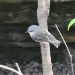 Eopsaltria australis at Burrill Lake, NSW - 26 Aug 2022 11:23 AM