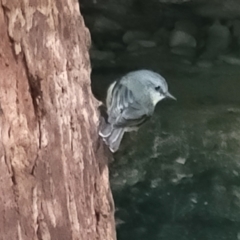 Eopsaltria australis at Burrill Lake, NSW - 26 Aug 2022 11:23 AM