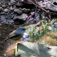 Eopsaltria australis at Burrill Lake, NSW - 26 Aug 2022