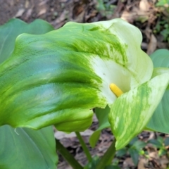 Zantedeschia aethiopica (Arum Lily) at Burrill Lake, NSW - 26 Aug 2022 by trevorpreston