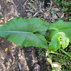 Zantedeschia aethiopica at Burrill Lake, NSW - 26 Aug 2022