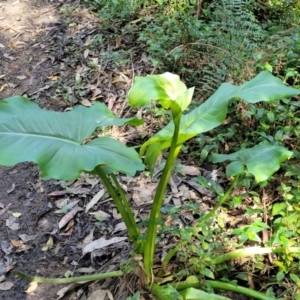 Zantedeschia aethiopica at Burrill Lake, NSW - 26 Aug 2022