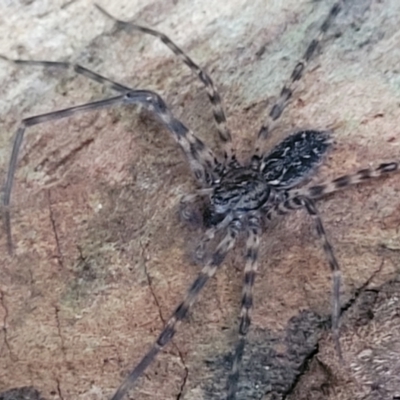 Unidentified Water spider (Pisauridae) at Burrill Lake, NSW - 26 Aug 2022 by trevorpreston