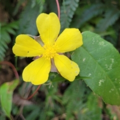 Hibbertia dentata (Twining Guinea Flower) at Burrill Lake Aboriginal Cave Walking Track - 26 Aug 2022 by trevorpreston