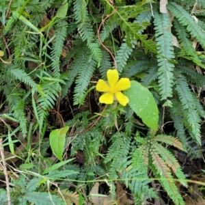 Hibbertia dentata at Burrill Lake, NSW - 26 Aug 2022