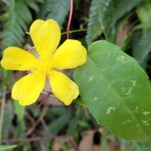 Hibbertia dentata at Burrill Lake, NSW - 26 Aug 2022