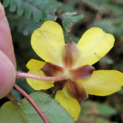 Hibbertia dentata at Burrill Lake, NSW - 26 Aug 2022